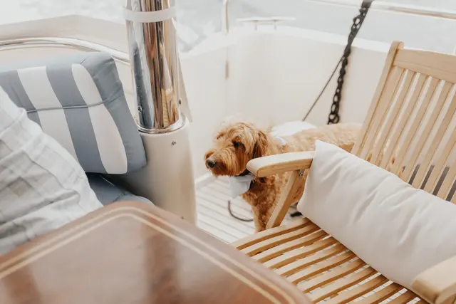 A dog relaxing on a cushioned boat bench