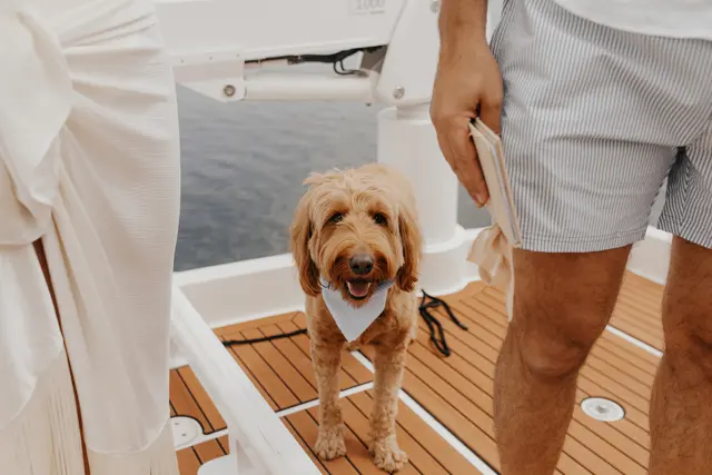 A dog joining the wedding ceremony